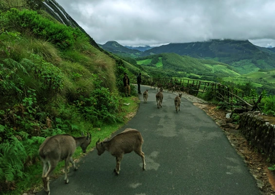 Eravikulam National Park