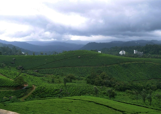 Karadippara View Point, Munnar