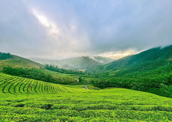  Kanan Devan Hills Plantation, Munnar