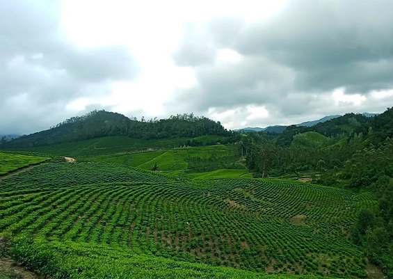 Yellapetty Munnar